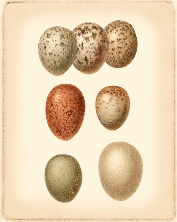 Picture of BIRD EGG STUDY I