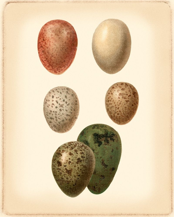 Picture of BIRD EGG STUDY VI