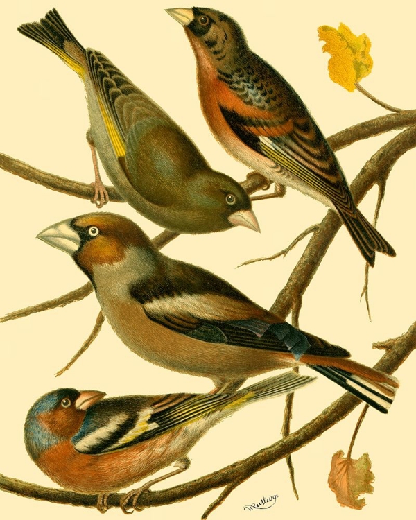 Picture of DOMESTIC BIRD FAMILY II