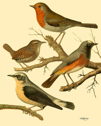 Picture of DOMESTIC BIRD FAMILY III