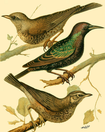 Picture of DOMESTIC BIRD FAMILY IV