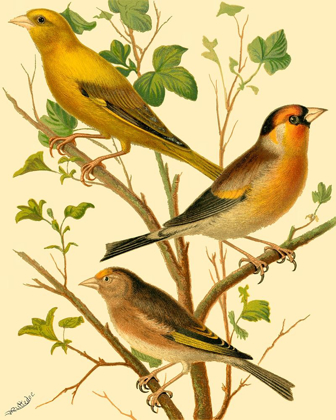 Picture of DOMESTIC BIRD FAMILY VI