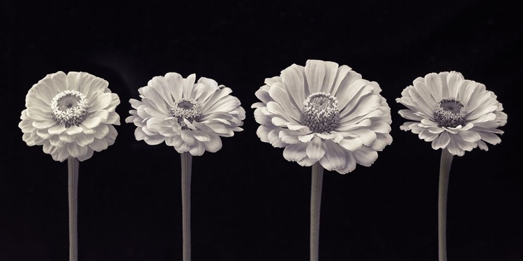 Picture of FOUR ZINNIA FLOWERS IN A ROW