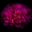 Picture of PEONY