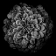 Picture of BLACK AND WHITE CHRYSANTHEMUM