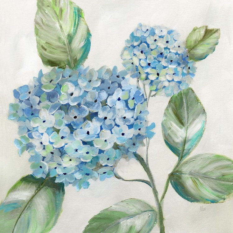 Picture of HYDRANGEA BEAUTY II