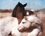 Picture of WHITE AND CHESTNUT HORSES   