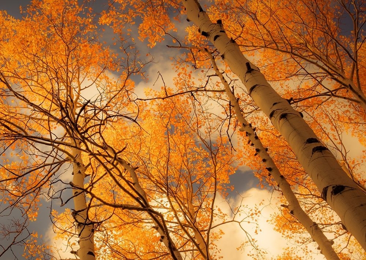 Picture of TOWERING ASPENS