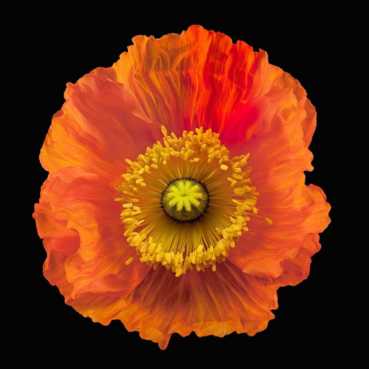 Picture of ICELAND POPPY