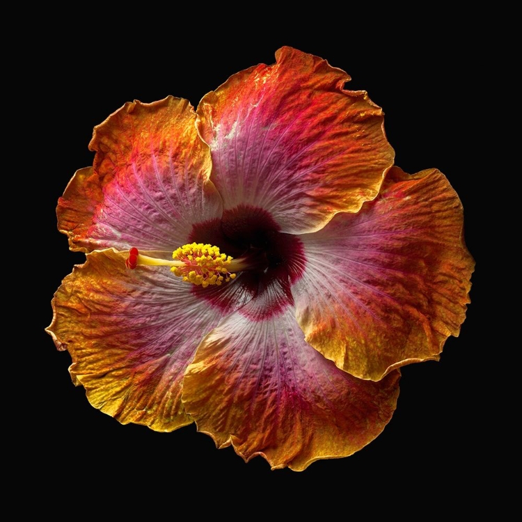 Picture of HIBISCUS EXOTICA