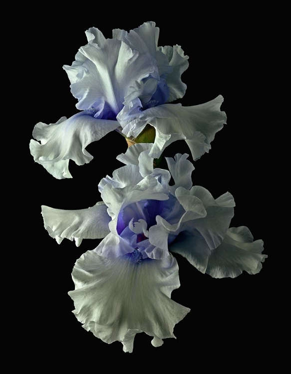 Picture of TALL BEARDED IRIS - WILLAMETTE MIST