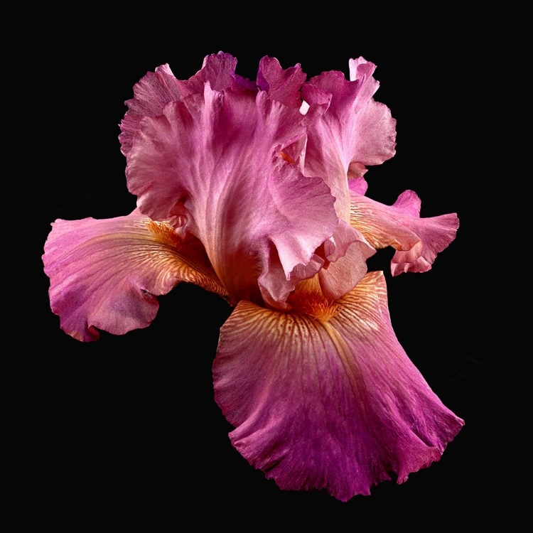 Picture of TALL BEARDED IRIS ~ TWICE THRILLING