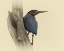 Picture of GREEN HERON II