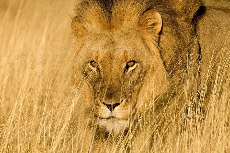 Picture of LION EYES