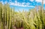 Picture of CACTUS GARDEN