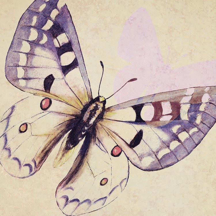 Picture of LAVENDER BUTTERFLY ON CREAM