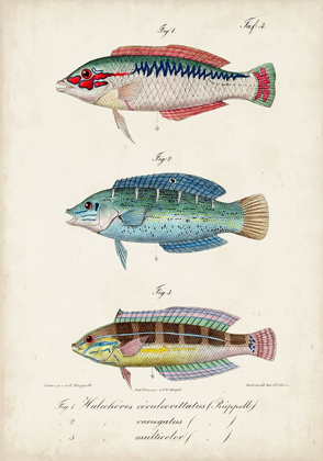 Picture of ANTIQUE FISH TRIO II