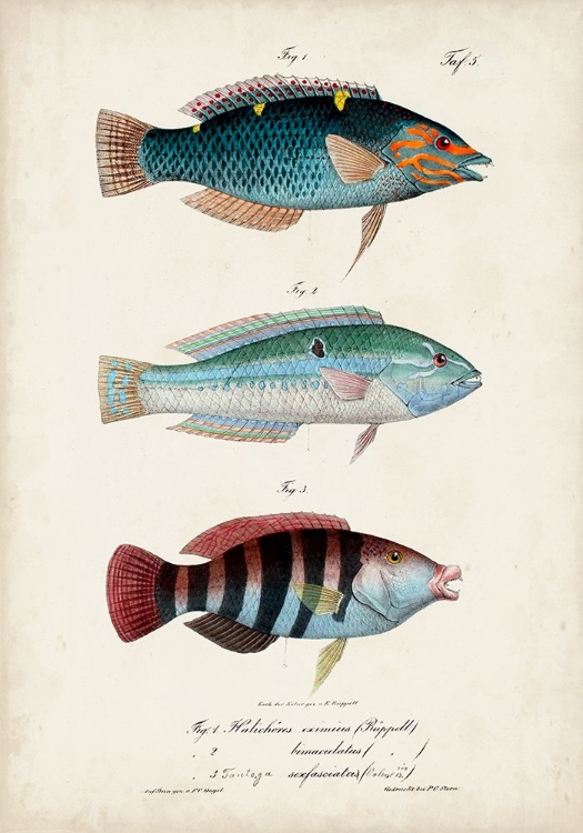 Picture of ANTIQUE FISH TRIO III