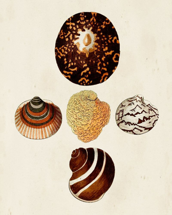 Picture of KNORR SHELLS V