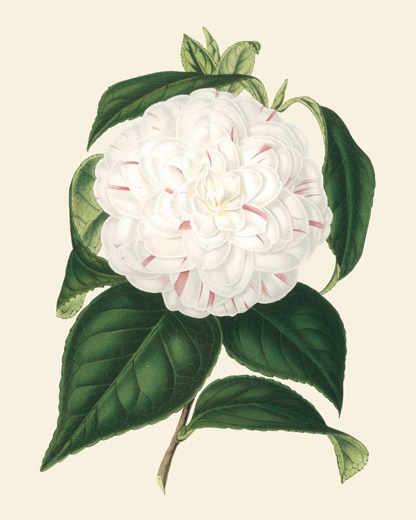 Picture of ANTIQUE CAMELLIA I