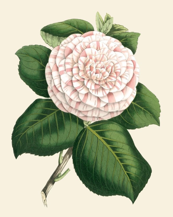 Picture of ANTIQUE CAMELLIA IV