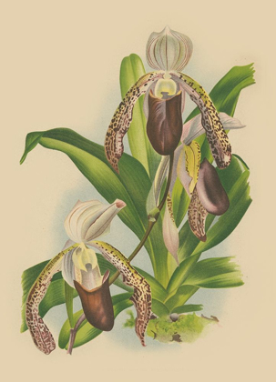 Picture of LINDENIA ORCHIDS II