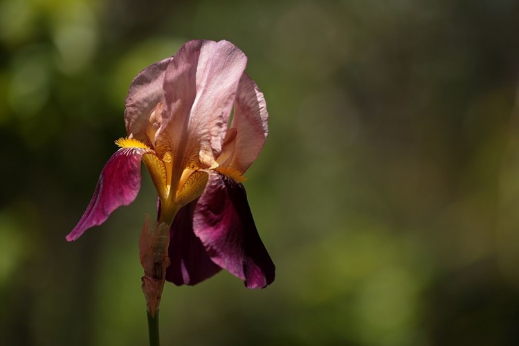 Picture of ANNEMARIES IRISES III