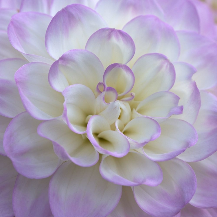 Picture of LAVENDER DAHLIA VI