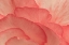 Picture of PINK BEGONIA PETALS II