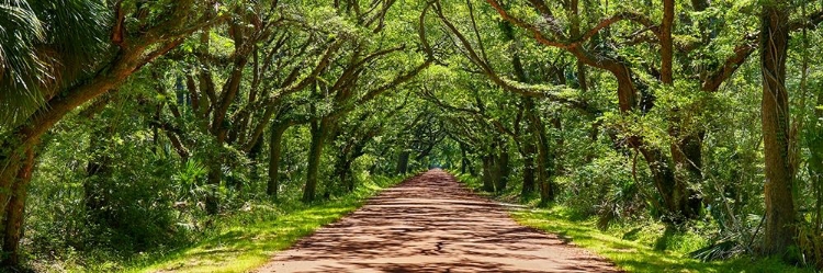 Picture of COUNTRY ROAD PANORAMA IV