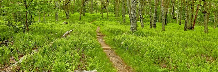 Picture of COUNTRY ROAD PANORAMA VI