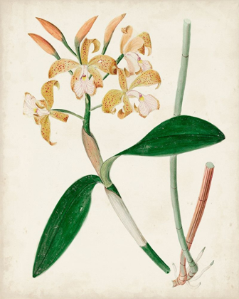 Picture of ORCHID PAIR II