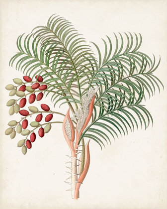 Picture of BOTANICAL OF THE TROPICS VII