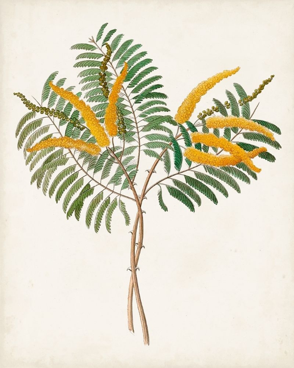 Picture of BOTANICAL OF THE TROPICS VIII