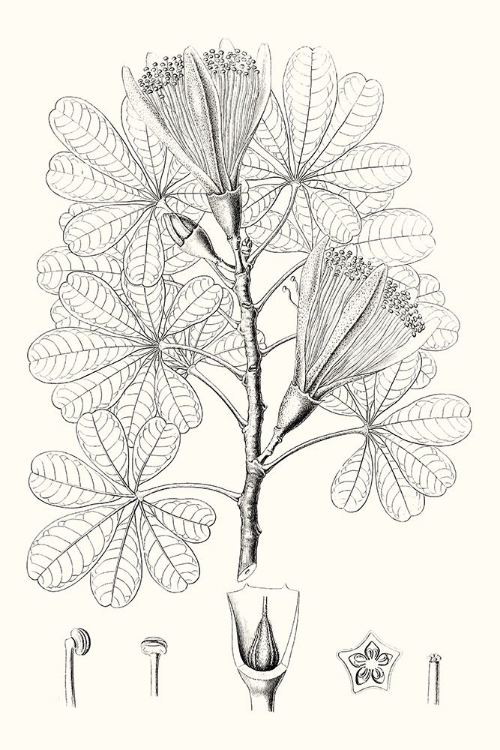 Picture of ILLUSTRATIVE LEAVES II