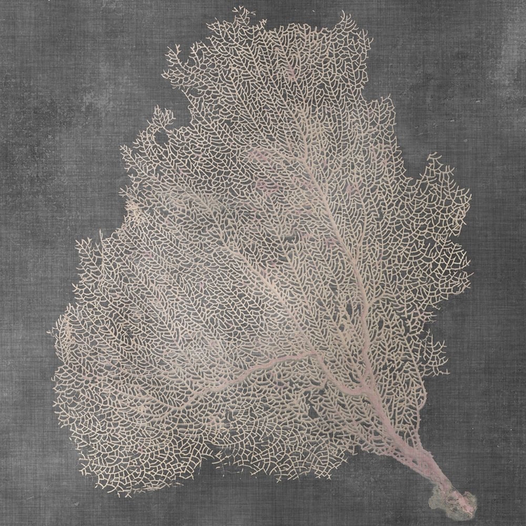 Picture of NATURAL SEA FAN VII