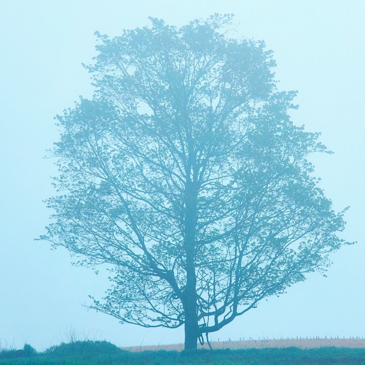 Picture of SPRING TREE