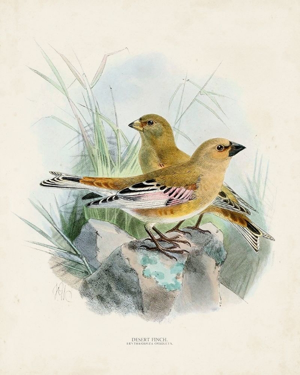 Picture of ANTIQUE BIRDS III