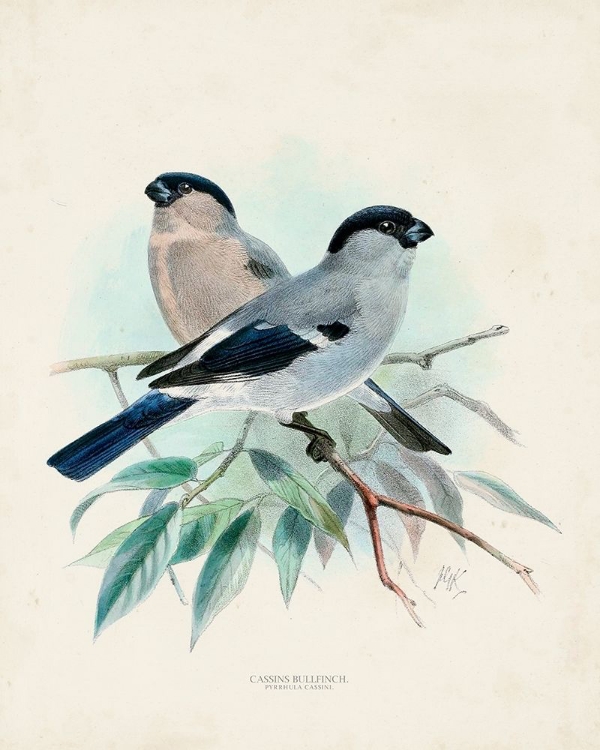 Picture of ANTIQUE BIRDS VIII