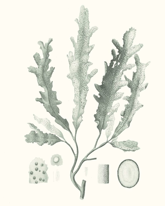 Picture of SAGE GREEN SEAWEED I