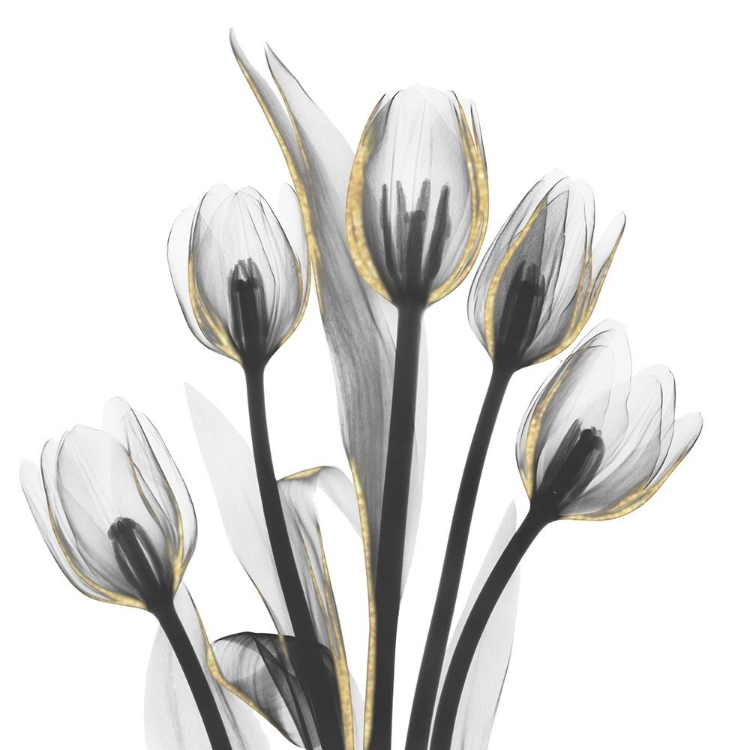 Picture of GOLD EMBELLISHED TULIPS 1