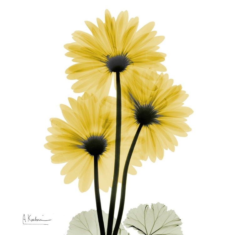 Picture of GOLDEN GERBERA 2