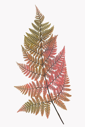 Picture of CORAL GOLD FERN 1