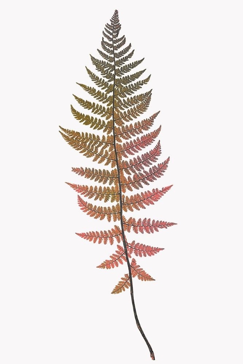 Picture of CORAL GOLD FERN 2