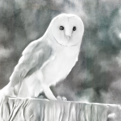 Picture of WHITE BARN OWL