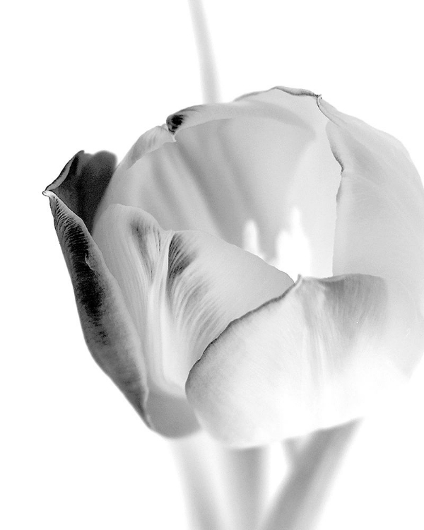 Picture of BLACK AND WHITE TULIP 1