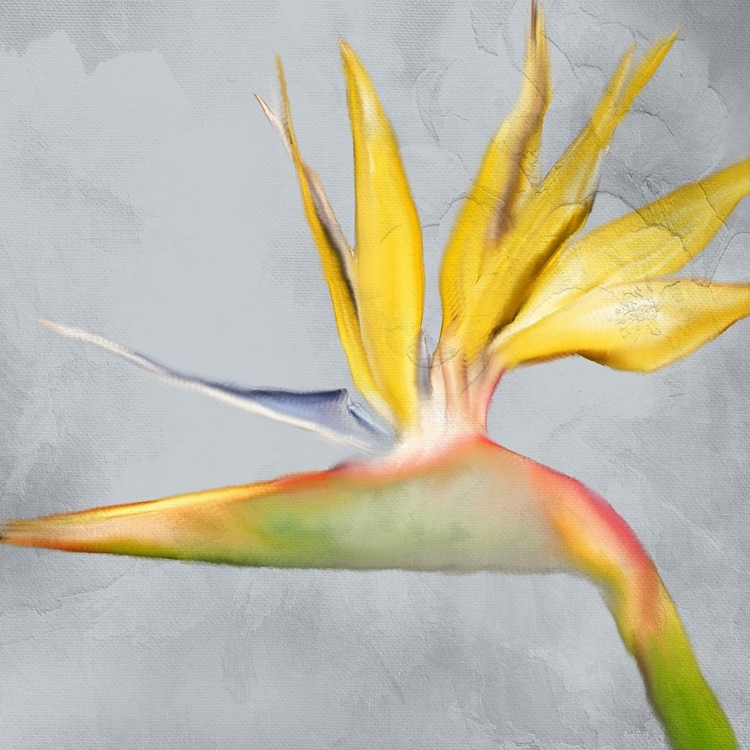 Picture of STRELITZIA 2