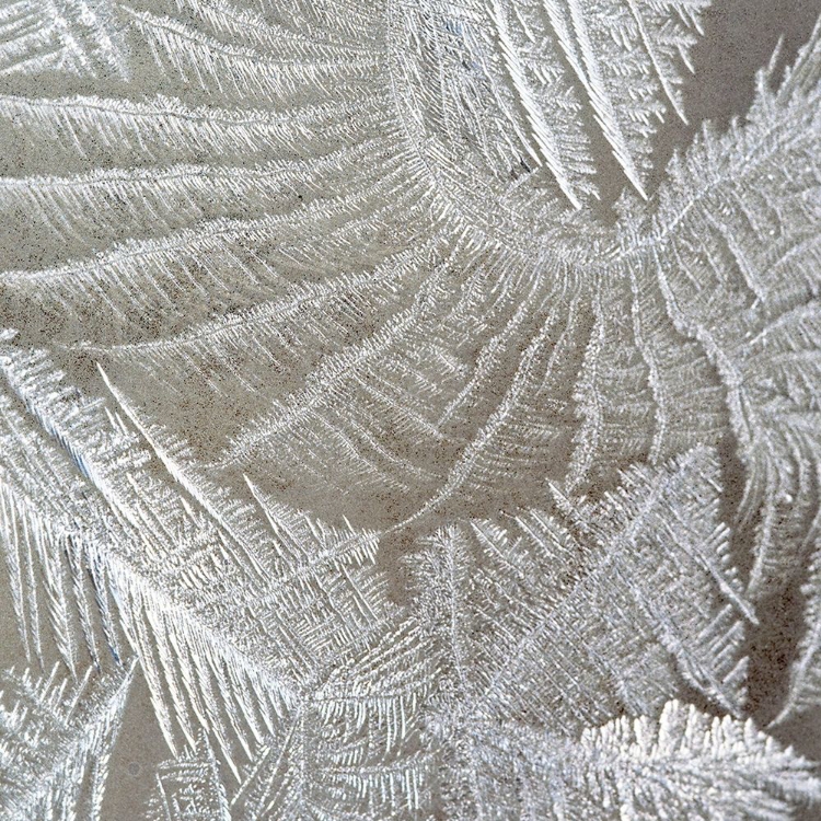 Picture of FROSTED FERN 2