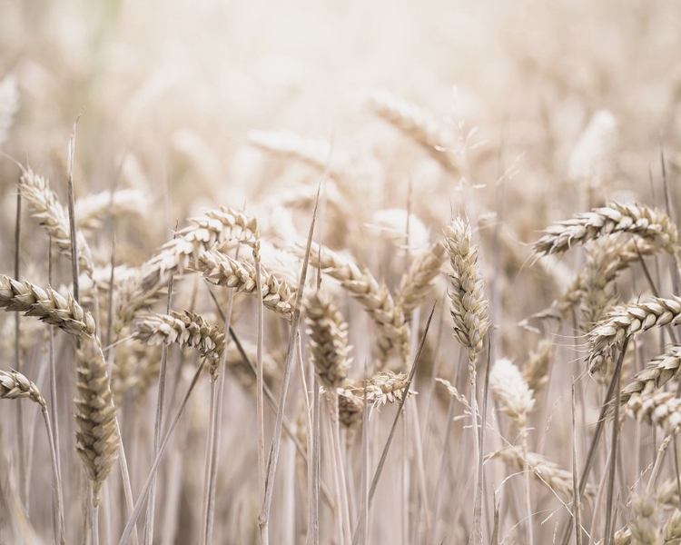 Picture of MUTE WHEAT FIELD