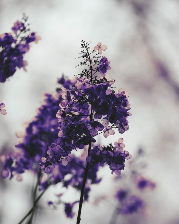 Picture of PURPLE DRIED HYDRANGEA